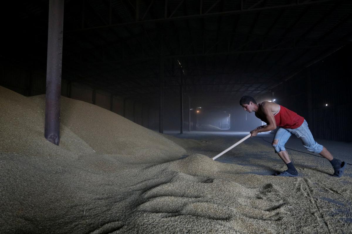 У 2022 році українцям вистачить менше половини урожаю зернових, поділилися у Кабміні / фото REUTERS