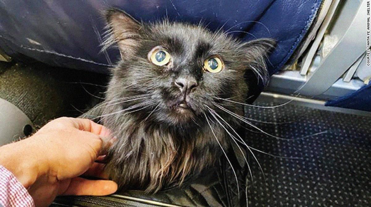 Кота уже вернули владельцам / фото Santa Fe Animal Shelter Кота уже вернули владельцам / фото Santa Fe Animal Shelter