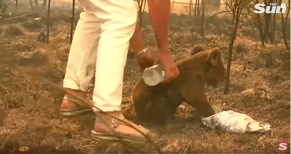 Спасенную коалу назвали Льюис / скриншот
