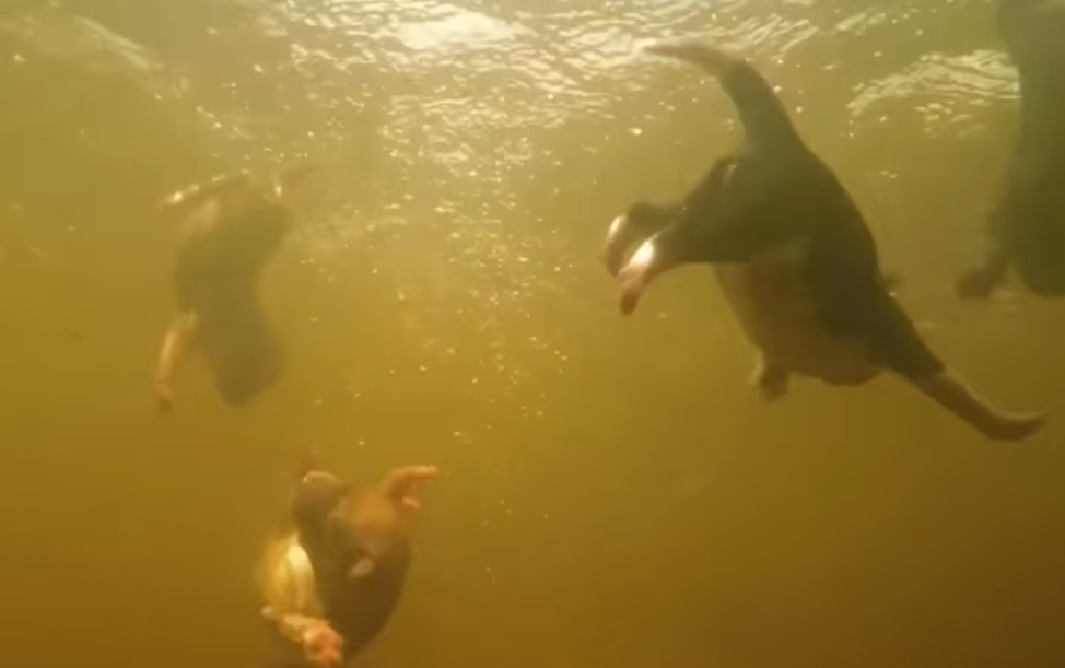 Есть информация, что на видео реальные кадры, а не графика / скриншот