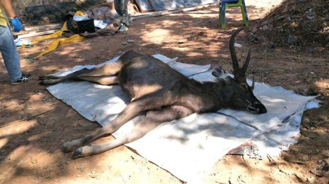 Мертвого оленя нашли в заповеднике / фото: PHRAE Мертвого оленя нашли в заповеднике / фото: PHRAE