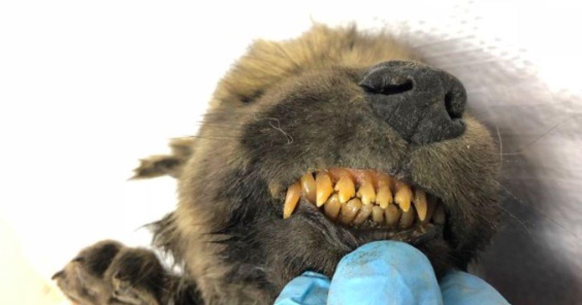 Останки збереглися майже ідеально \ ПСФУ Останки збереглися майже ідеально \ ПСФУ