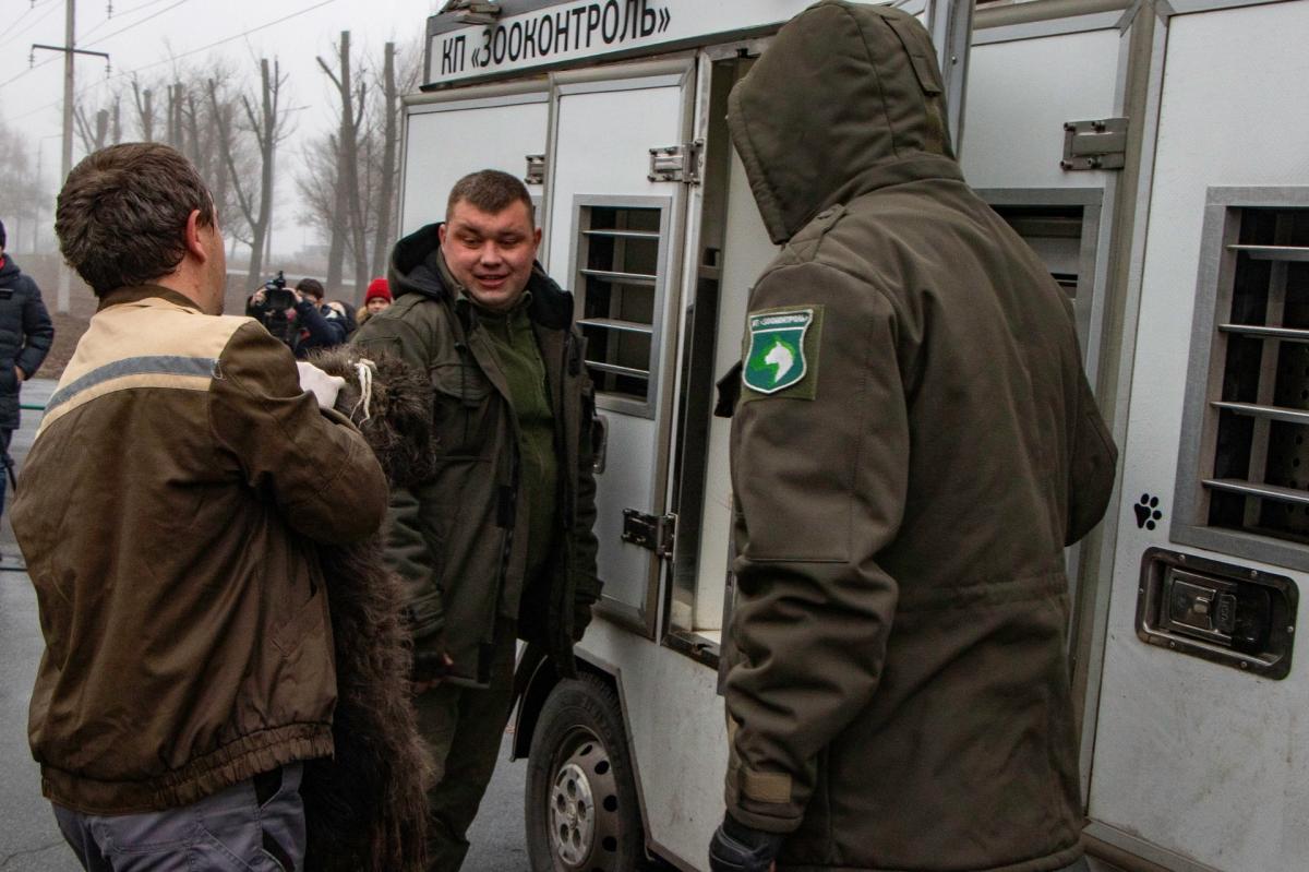 Собаки будуть стерилізовані і щеплені від сказу / фото «Зооконтроль» Собаки будуть стерилізовані і щеплені від сказу / фото «Зооконтроль»