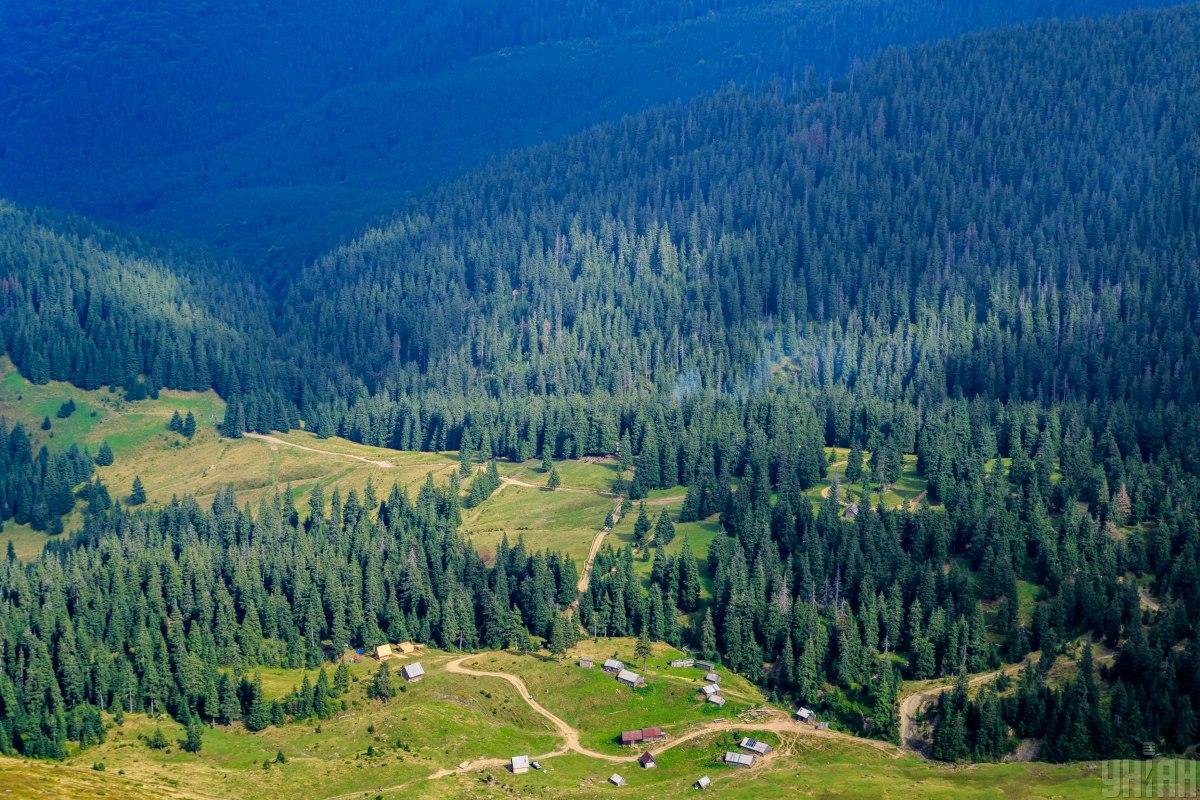 У Китаї висадили 78 мільярдів дерев: дощів побільшало, а води - ні