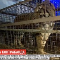 На польской границе задержали россиянина, пытавшегося незаконно перевезти в Беларусь 10 тигров (видео)