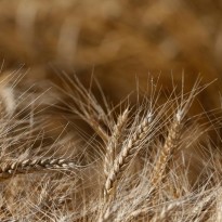 Ukraine boosts farm produce exports by 8%, to almost US$4 bln in Jan-Feb