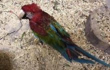 Самець не вижив: викрадених папуг повернули до Луцького зоопарку (фото, відео)