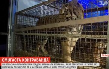 На польской границе задержали россиянина, пытавшегося незаконно перевезти в Беларусь 10 тигров (видео)