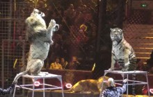 Срывы на дрессировщиках, падение и муки в клетках: топ ужасных случаев с цирковыми животными (видео)