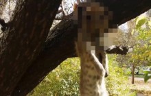 В Подольском районе Киева активизировался живодер, который "охотится" на котов (видео)