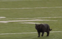 У Нью-Йорку чорний кіт вибіг на поле і перервав матч з американського футболу (відео)
