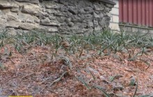 "Красный снегопад": на Тернопольщине люди страдают от работы элеватора