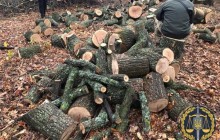 На Харківщині затримали групу осіб під час масштабного вирубування лісу (фото)