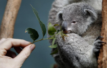 Лісові пожежі в Австралії: у заповіднику загинули більше половини коал