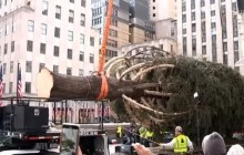 Праздник приближается: в центре Нью-Йорка уже установили елку (видео)