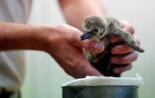 Пражский зоопарк похвастался новорожденным пингвиненком Гумбольдта (фоторепортаж, видео)