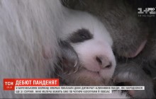 У Берлінському зоопарку вперше показали двох маленьких близнюків панди (відео)