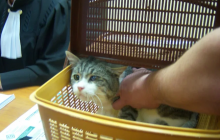 В России на суде подменили "кота-наркокурьера", который был важным вещдоком