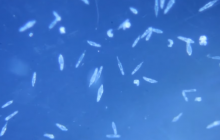 Необычные астронавты: ученые отправят на МКС многоклеточные микроорганизмы (видео)