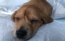 Волонтеры нашли щенка-"единорога" (фото, видео)