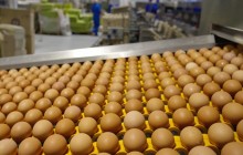 "Союз птахівників України" виступив на захист агрохолдингу "Авангард" Олега Бахматюка