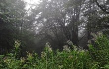 В поисках сказки: названы самые инстаграмные леса мира