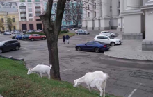 У здания МИД в Киеве паслись козы (фото)