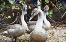 Чотирьох лебедів з Чернігівщини передали до притулку у Межигір'ї (фото, відео)