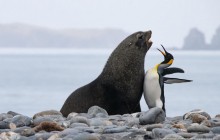 В Британии показали всех финалистов Comedy Wildlife Photography Awards (фото)