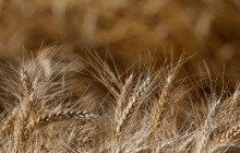 Ukrainian farmers export over 44 mln tonnes of grain since July 1