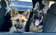 Вічно молода: в Мережі показали фото дворічної німецької вівчарки, яка виглядає як щеня