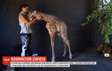 П’є з пляшечки, дружить з песиками: у Лімпопо врятували жирафеня, яке покинула мама (відео)