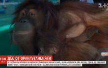 В екопарку Харкова вперше показали крихітного 2-місячного орангутанга (відео)