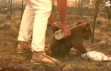 В Австралии умерла коала, видео спасения которой от лесного пожара облетело весь мир