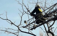 У Дніпрі рятувальники зняли з верхівки дерева ворону, яка заплуталась у гіллі (фото)