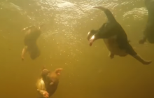 Садизм на экране: в украинском фильме показали реальные кадры, как топят щенков (видео)