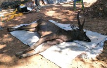 Труси та рукавички: у Таїланді в шлунку мертвого оленя знайшли сім кілограмів сміття