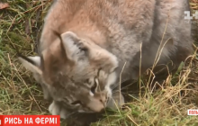 У Польщі рись вдерлась на ферму, поласувала качками і заснула там (відео)