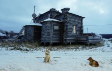 У Росії собака тягла по вулиці обгризену тваринами людську голову