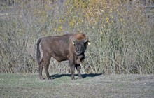 Київський зоопарк випустив на волю червонокнижного зубра (фото)