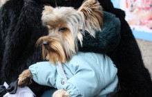 У Житомирі провели фестиваль «Модний Хвіст. 2019» (фото)