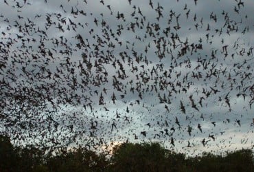 Пещера с летучими мышами: в Уганде зафиксировали механизм распространения опасного вируса