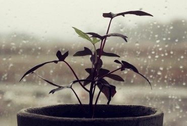 Почему надо вытирать пыль с комнатных растений: 2 основные причины