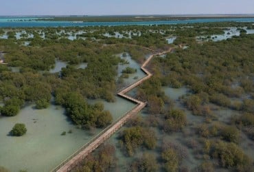 Мангровим лісам бракує повітря: вчені попередили про сумні наслідки