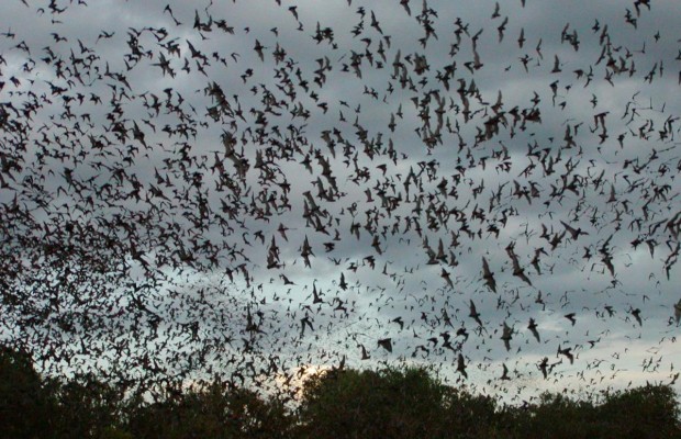 У Техасі пропонують відсвяткувати Хеловін у найбільшій у світі печері з кажанами (фото, відео)