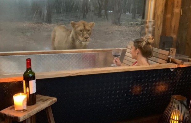У ванній з левом: у Британії пропонують зупинитися в готелі з хижаками (фото, відео)