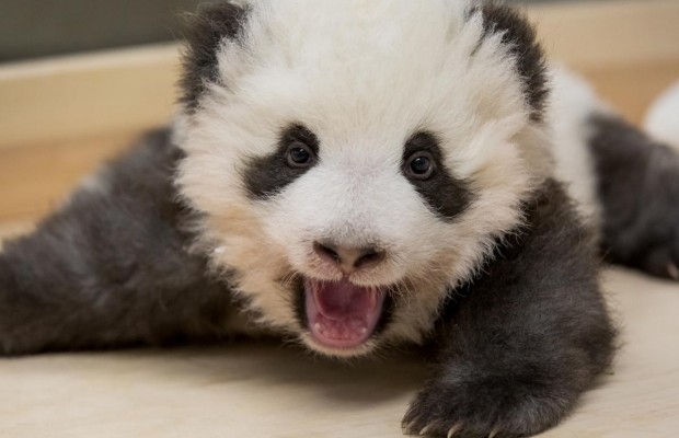 Карантин із пандами: у Китаї обмежили потік туристів у популярному зоологічному центрі (відео)