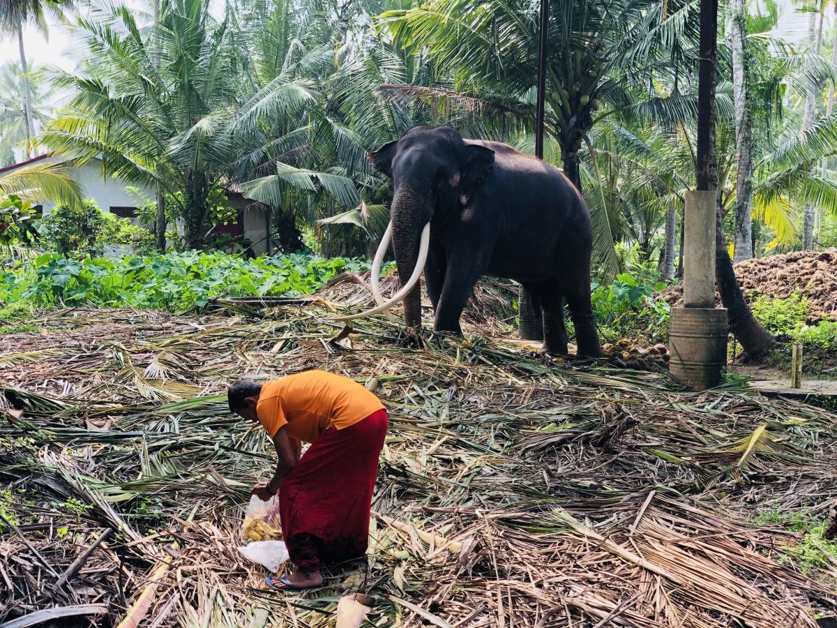 Слон на Шри-Ланке – священное животное / Фото Вероника Кордон
