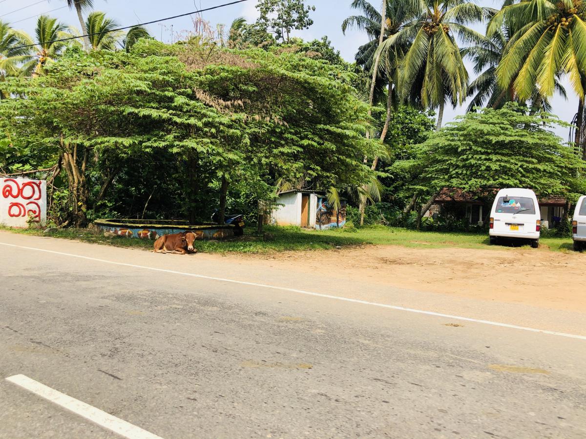 Коровы на улицах Калутары, Шри-Ланка / Фото Вероника Кордон