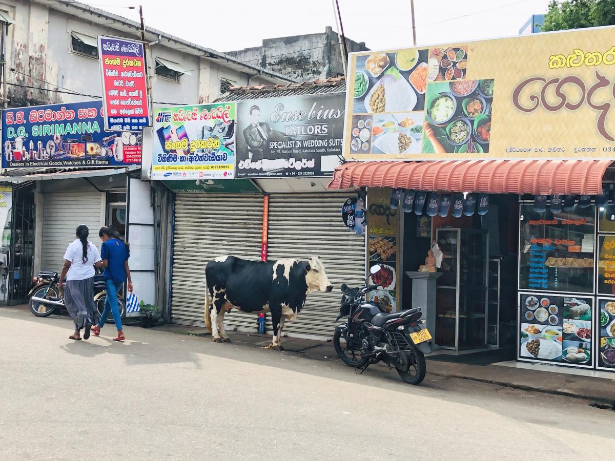 Коровы на улицах Калутары, Шри-Ланка / Фото Вероника Кордон
